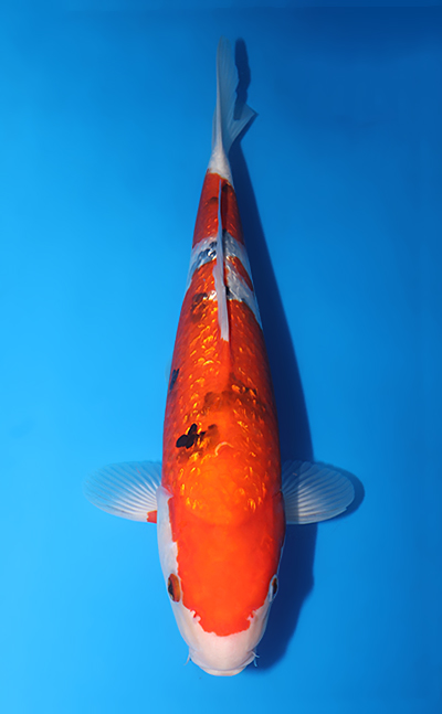 v0718s016