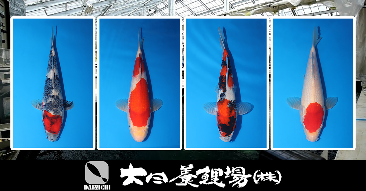 2023 Dainichi Tosai Special Auction Part 2 Landing Page Banner