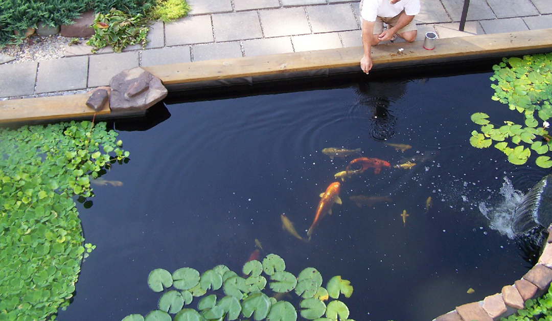 Essential Nutrients & Supplements for Koi Growth & Color