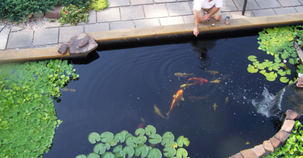 Essential Nutrients & Supplements for Koi Growth & Color