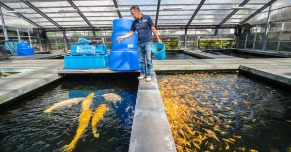 Pond Water Quality Management and Testing for Healthy Koi