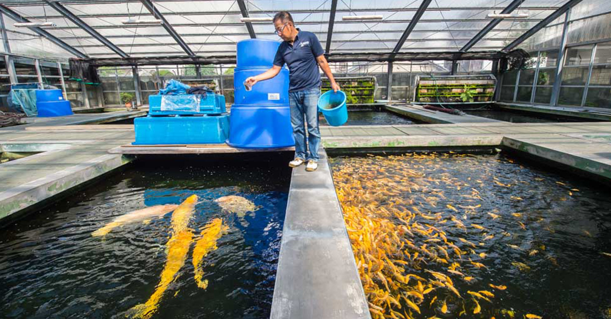 Breeder Konishi feeding koi ponds