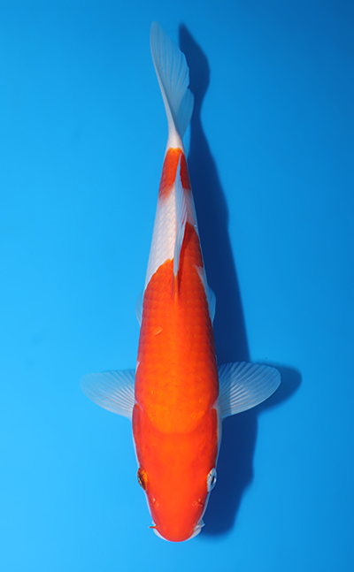 v0725a003