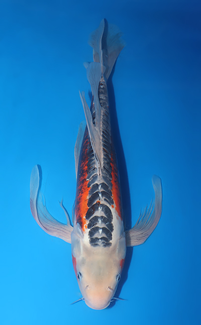 v0726s082