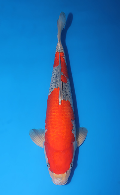 v0801s017