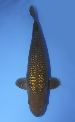 Chagoi - Koi For Sale - Kodama Koi Farm
