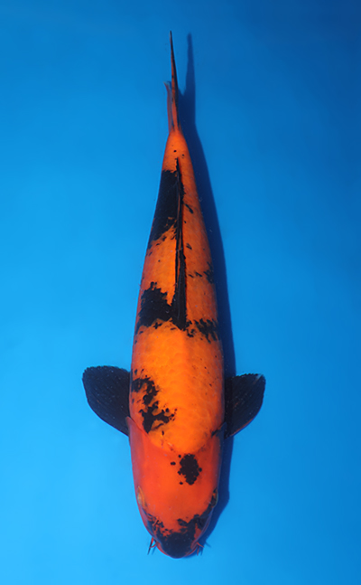 v0825s019