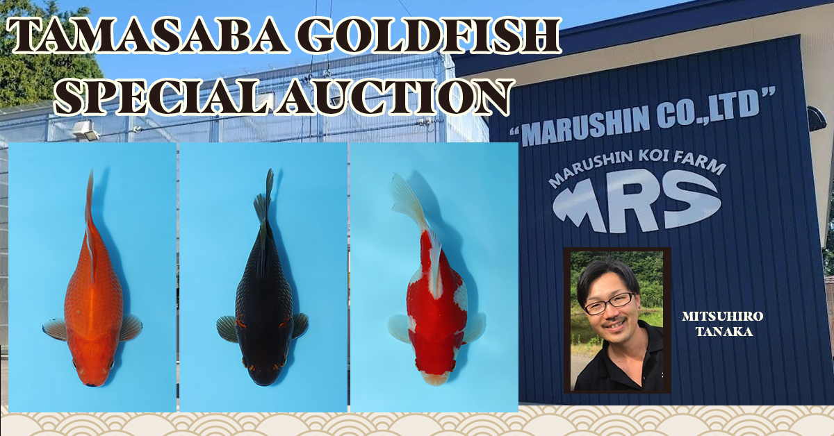 Tamasaba Goldfish Special Auction Landing Page Header