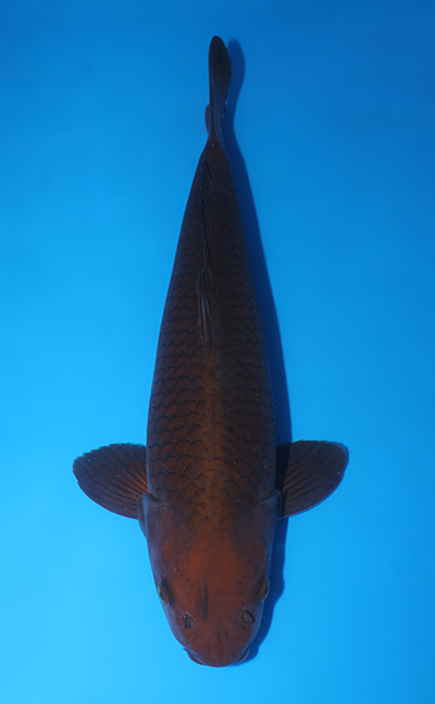 v0824s021