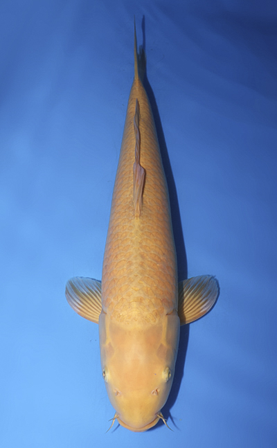 v0828s063