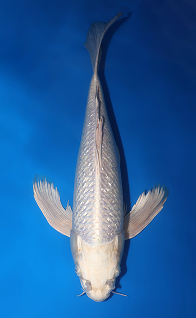 v0829s011