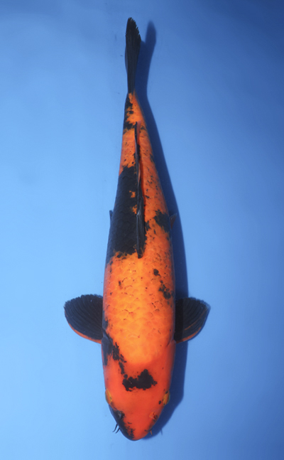 v0831s008