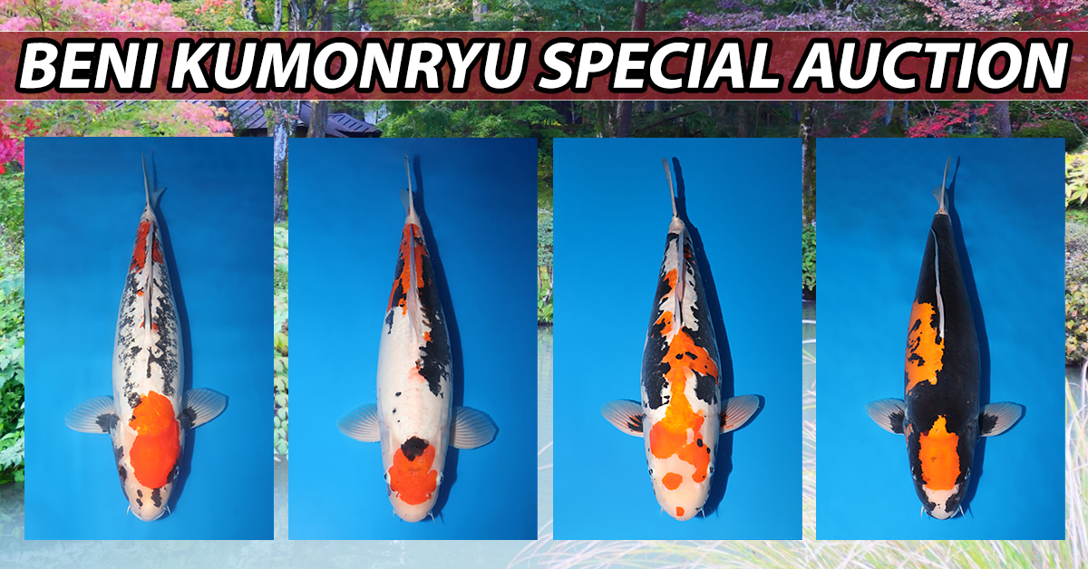 Beni Kumonryu Special Auction Landing Page Banner