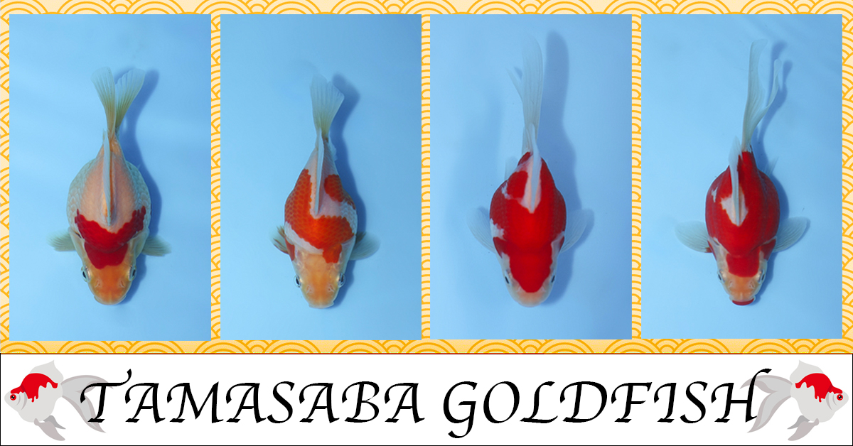 Tamasaba Goldfish Special Auction Part 2 Landing Page Header