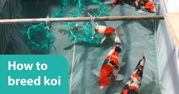 How to Breed Koi