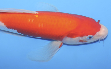 Hirenaga Kohaku – koi #v0912a041 - Image 2