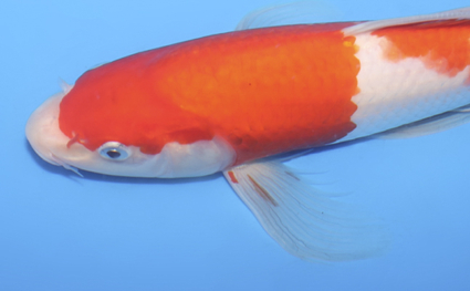 Hirenaga Kohaku – koi #v0912a041 - Image 3