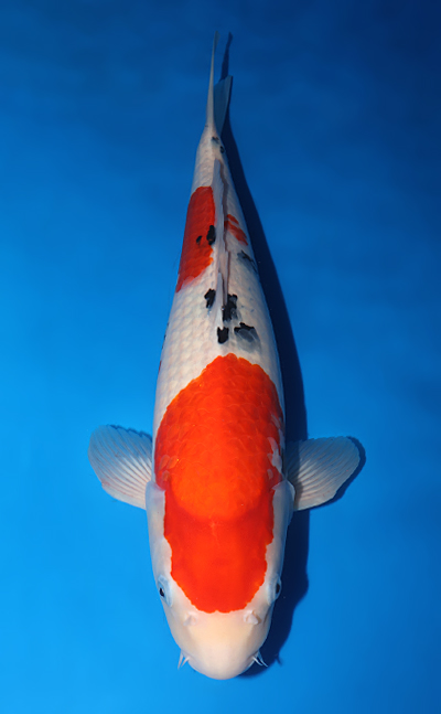 v1023s008