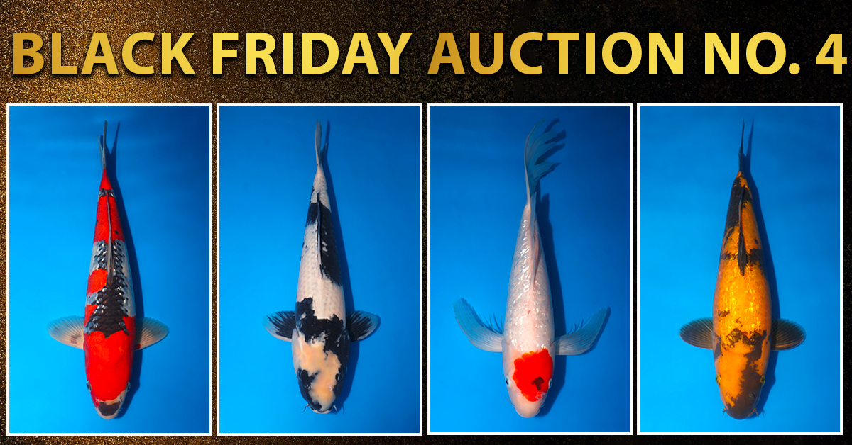 2023 Black Friday Special Auction No. 4 Landing Page Banner