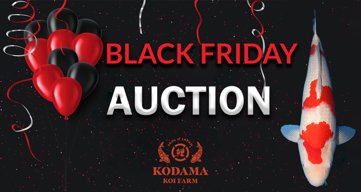 2024 Black Friday Special Auction No. 1 Landing Page Banner