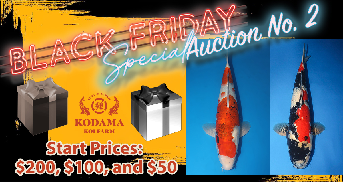 2024 Black Friday Special Auction No. 2 Landing Page Banner