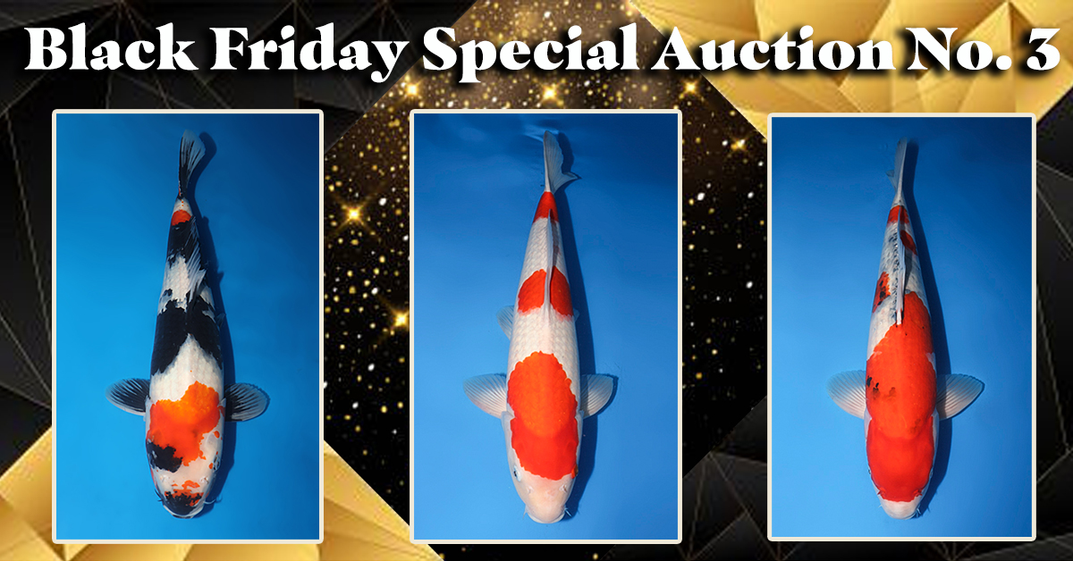 2024-Black-Friday-Special-Auction-No.-3-Landing-Page-Banner-1