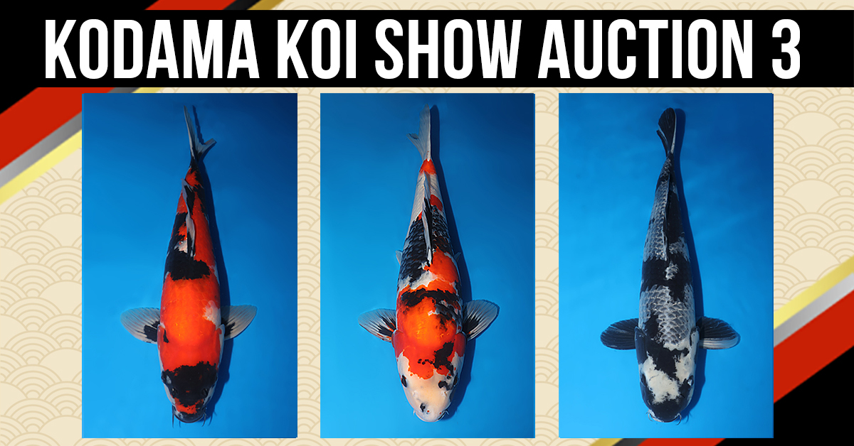 VKS-Auction-No.-3-Banner