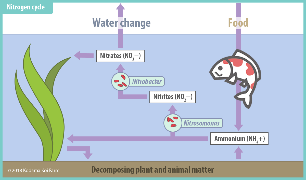 Tips for Improving the Nitrogen Cycle in your Koi Pond