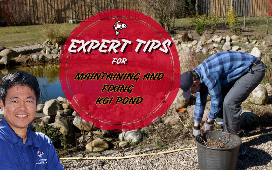 Expert Tips for Maintaining and Fixing Koi Pond Issues