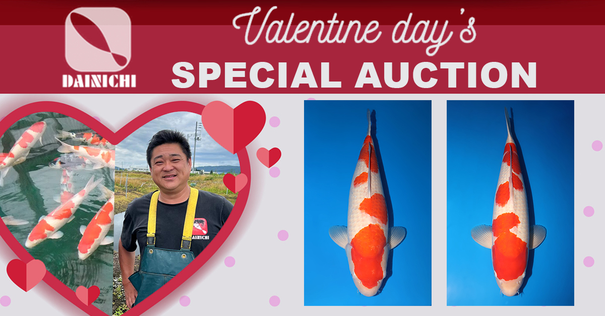 Dainichi Valentines Day Special Auction