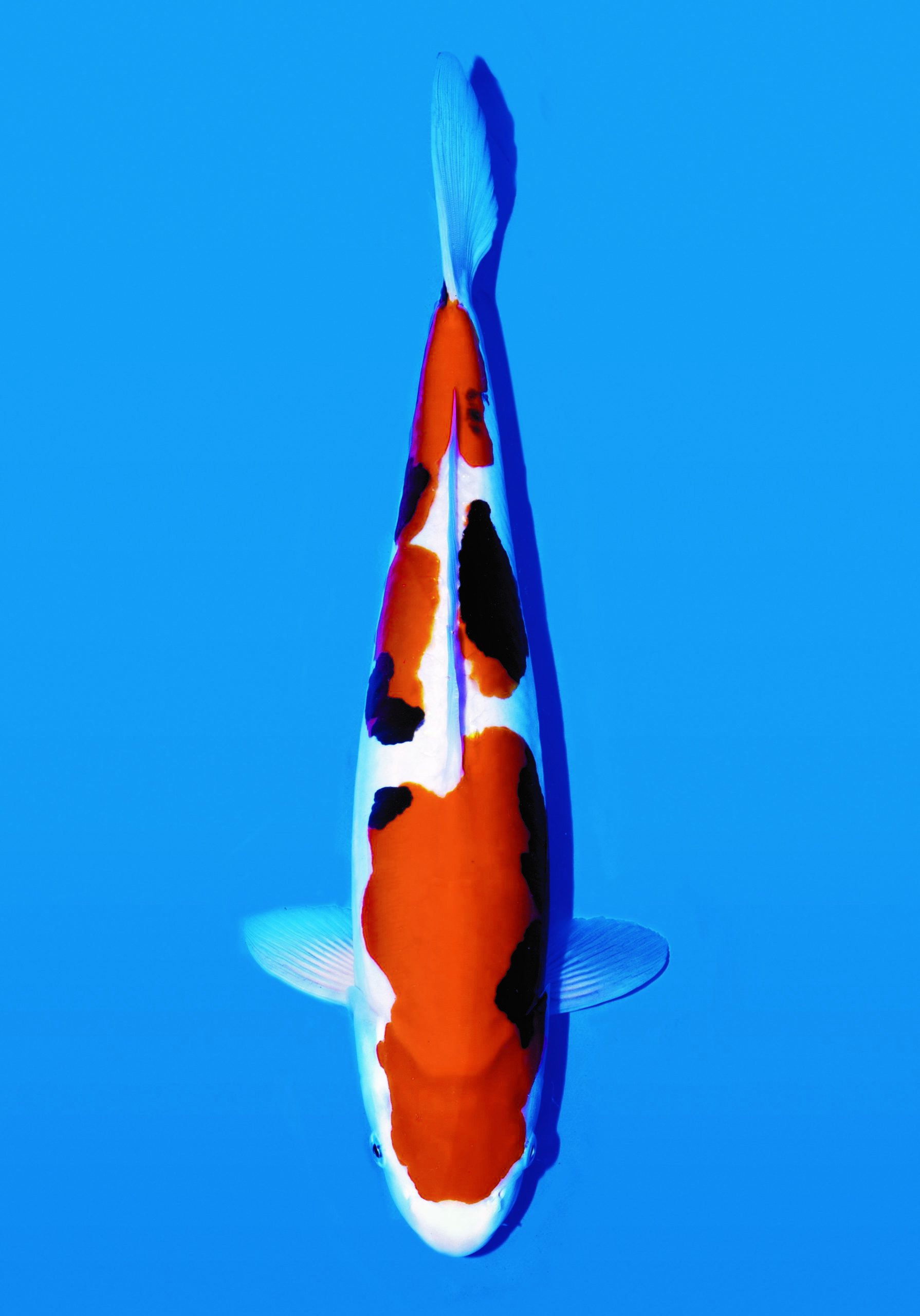 benikumonryu-Orange