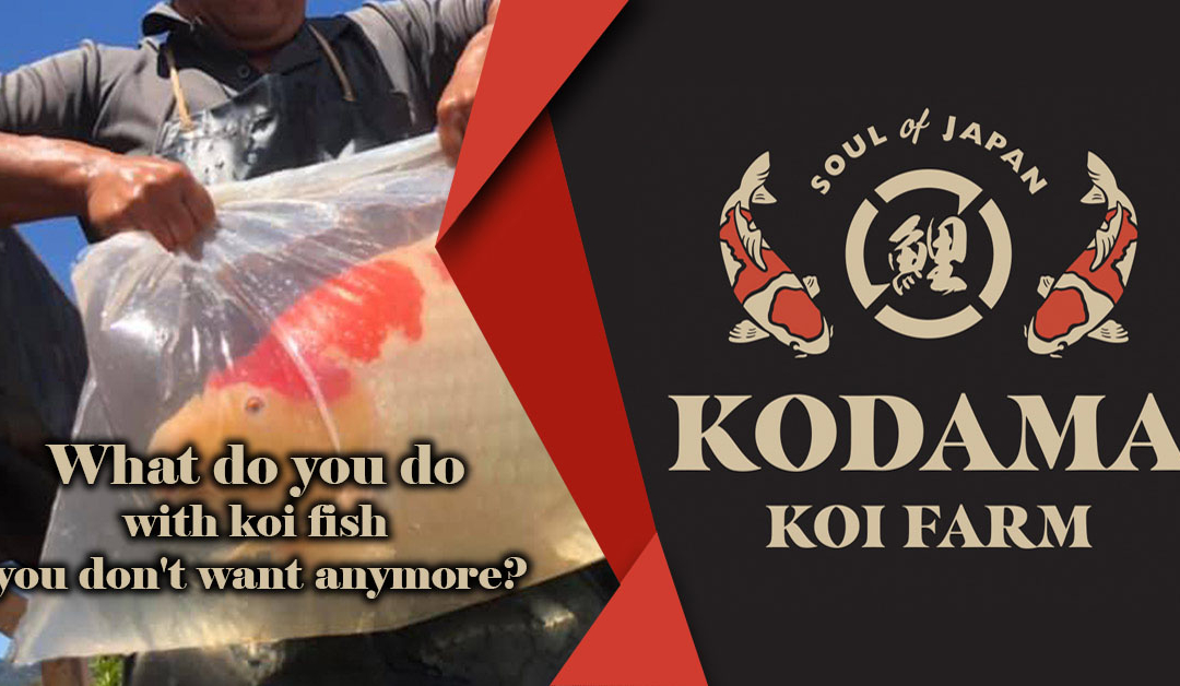 Responsible Rehoming of Unwanted Koi Fish & Role of Koi Rescue Organizations