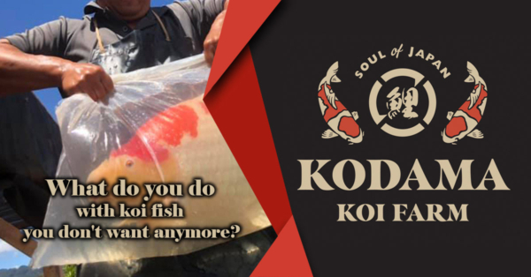 Responsible Rehoming of Unwanted Koi Fish & Role of Koi Rescue Organizations