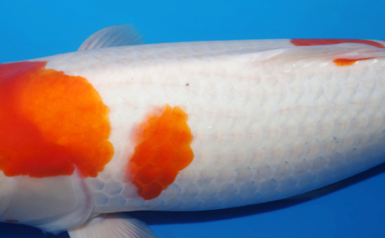 Kohaku – koi #w0117s022 - Image 2