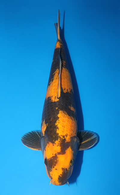 Kodama clearance koi supply