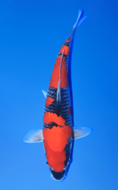 1000 koi fry for sale store