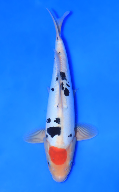 High quality shop koi fish