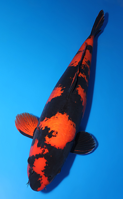 Hirenaga Ginrin Shiro Utsuri - koi #x0618t038 - Side View A