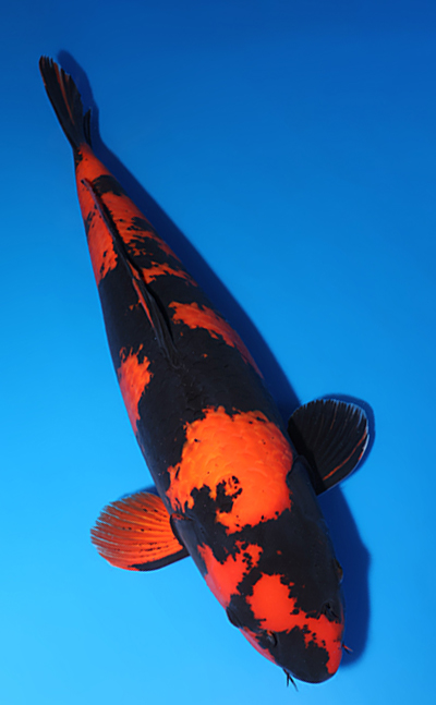 Goshiki - koi #x0505t045 - Side View A