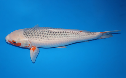 SOLD Asagi - koi #w0318m031 - Image 2