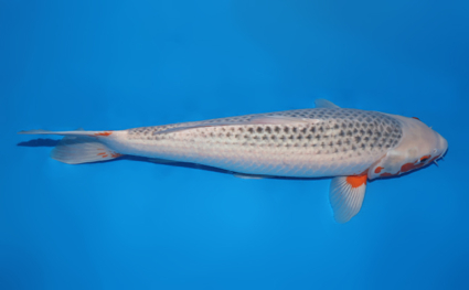 SOLD Asagi - koi #w0318m031 - Image 3