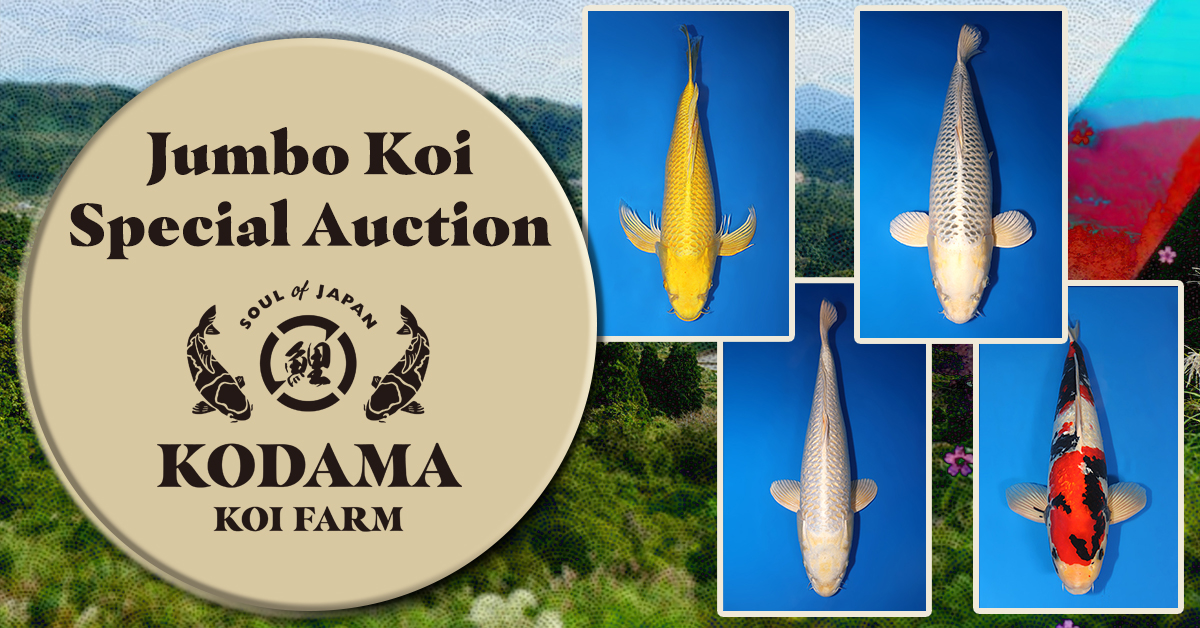 2025 Jumbo-Koi-Special-Auction-Banner