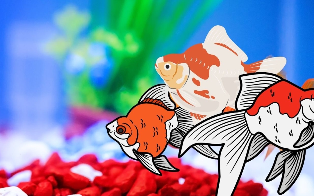 Goldfish 101: Types, Breeding, Care, Feeding & Facts!
