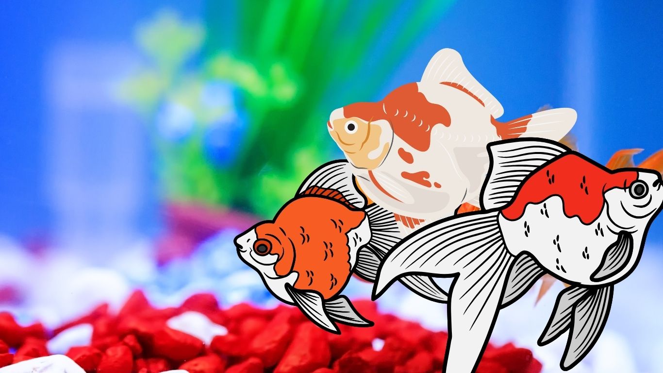 Goldfish 101: Types, Breeding, Care, Feeding & Facts!