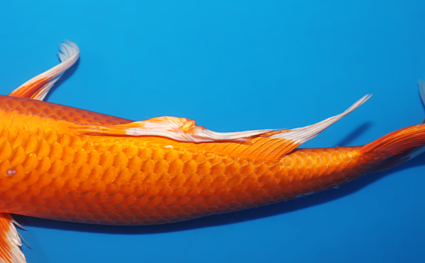 Hirenaga Orange Ogon – koi #w0506s097 - Image 2