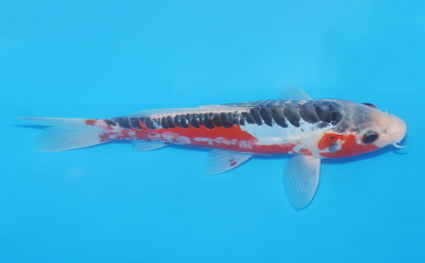Shusui – koi #w0530a055 - Image 3