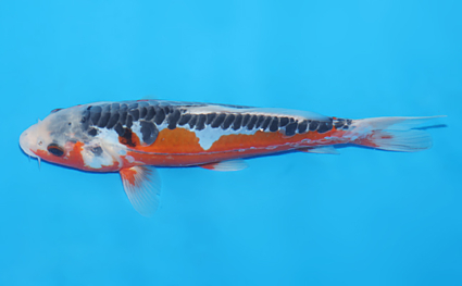 Shusui – koi #w0611a079 - Image 2