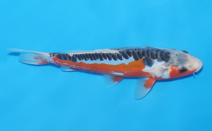 Shusui – koi #w0611a079 - Image 3