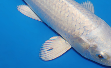 Platinum – koi #w0613a022 - Image 2