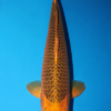 Ki Matsuba - koi #w0624t003